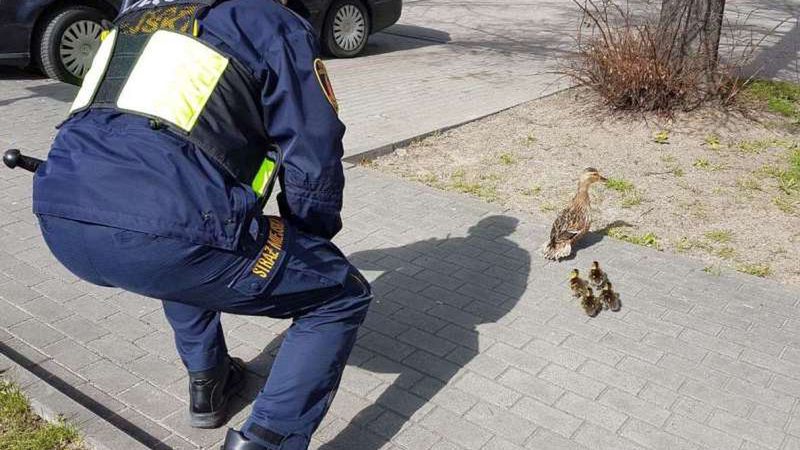 Warszawa. Strażnicy miejscy pomogli kaczej rodzinie
