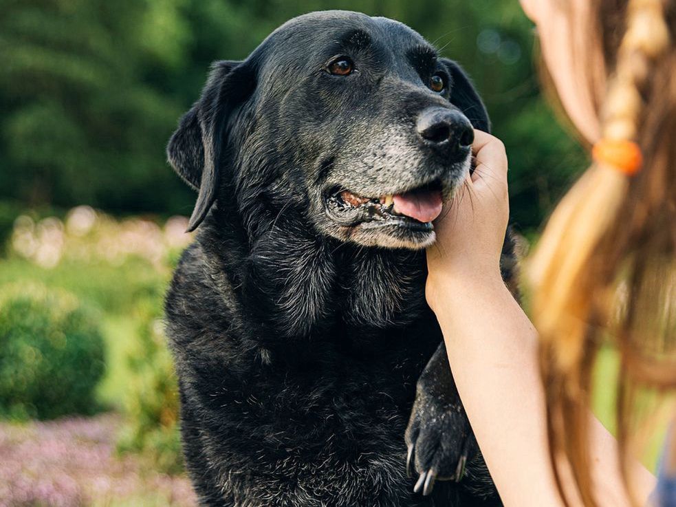 Pies patrzy ci prosto w oczy? Komunikat jest jednoznaczny