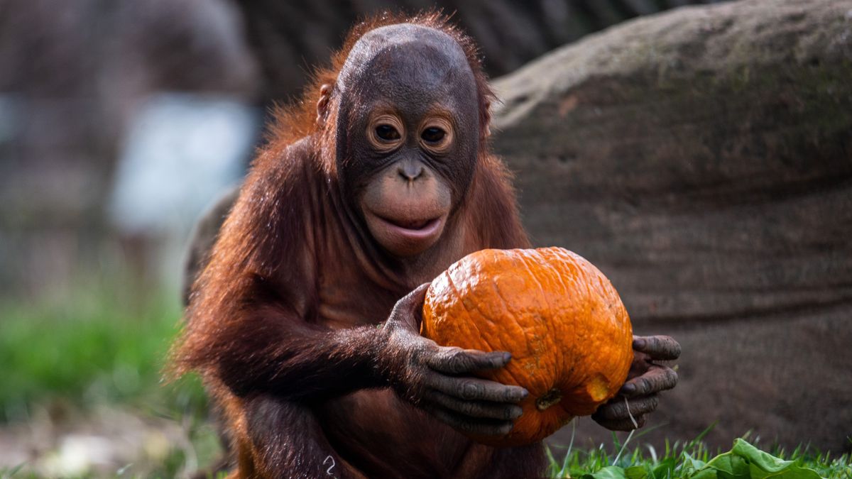 Tak orangutany uczą się jeść
