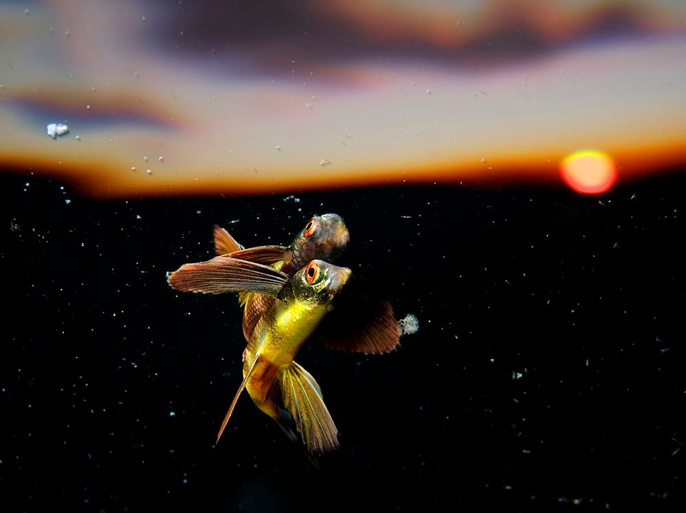 Znamy zdobywcę Poland National Award w ramach Sony World Photography Awards 2016 23