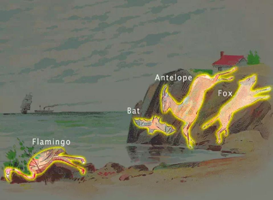 Na tym obrazku zostały ukryte 4 zwierzęta