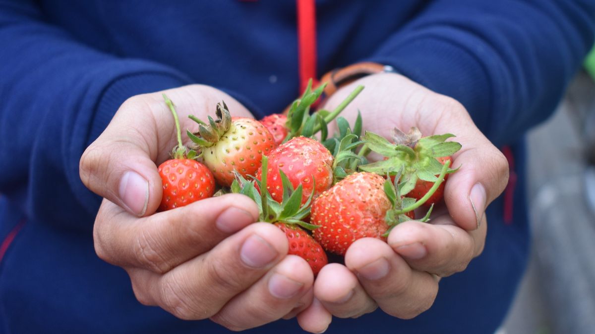 truskawka, truskawki