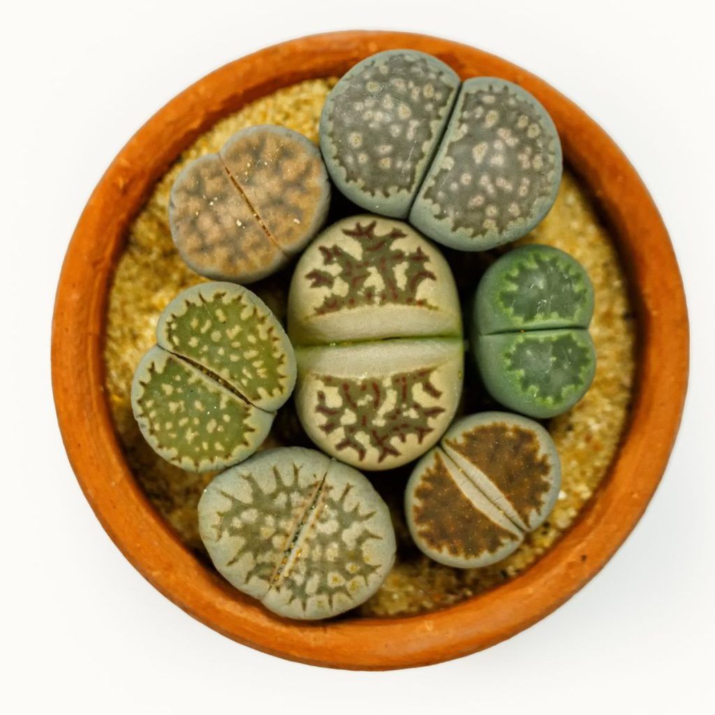 Lithops