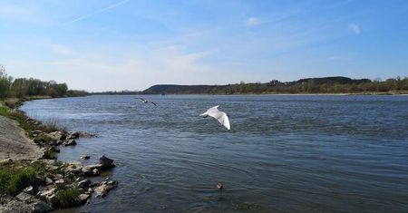 Akcja poszukiwawcza na Wiśle. Wypłynął na ryby, znaleźli jego pusty kajak