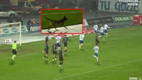 Niespodziewany "gość" na murawie. Roznosiła go energia