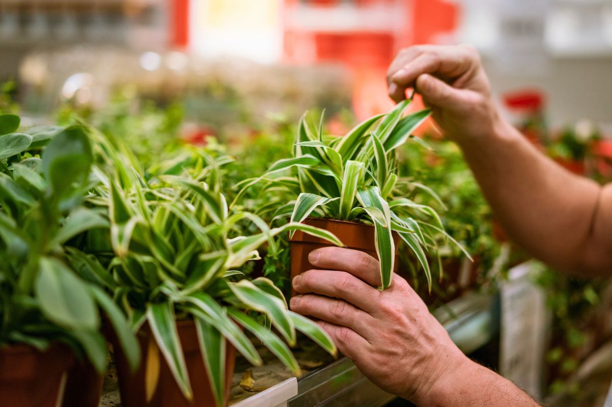 The client chooses plants.