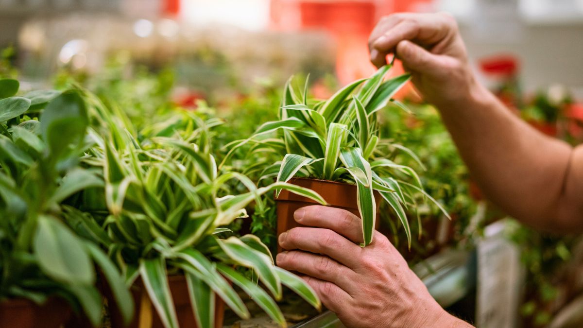 Klient wybiera rośliny