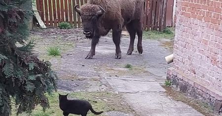 Sam otworzył sobie bramę? Nietypowe spotkanie na podwórku