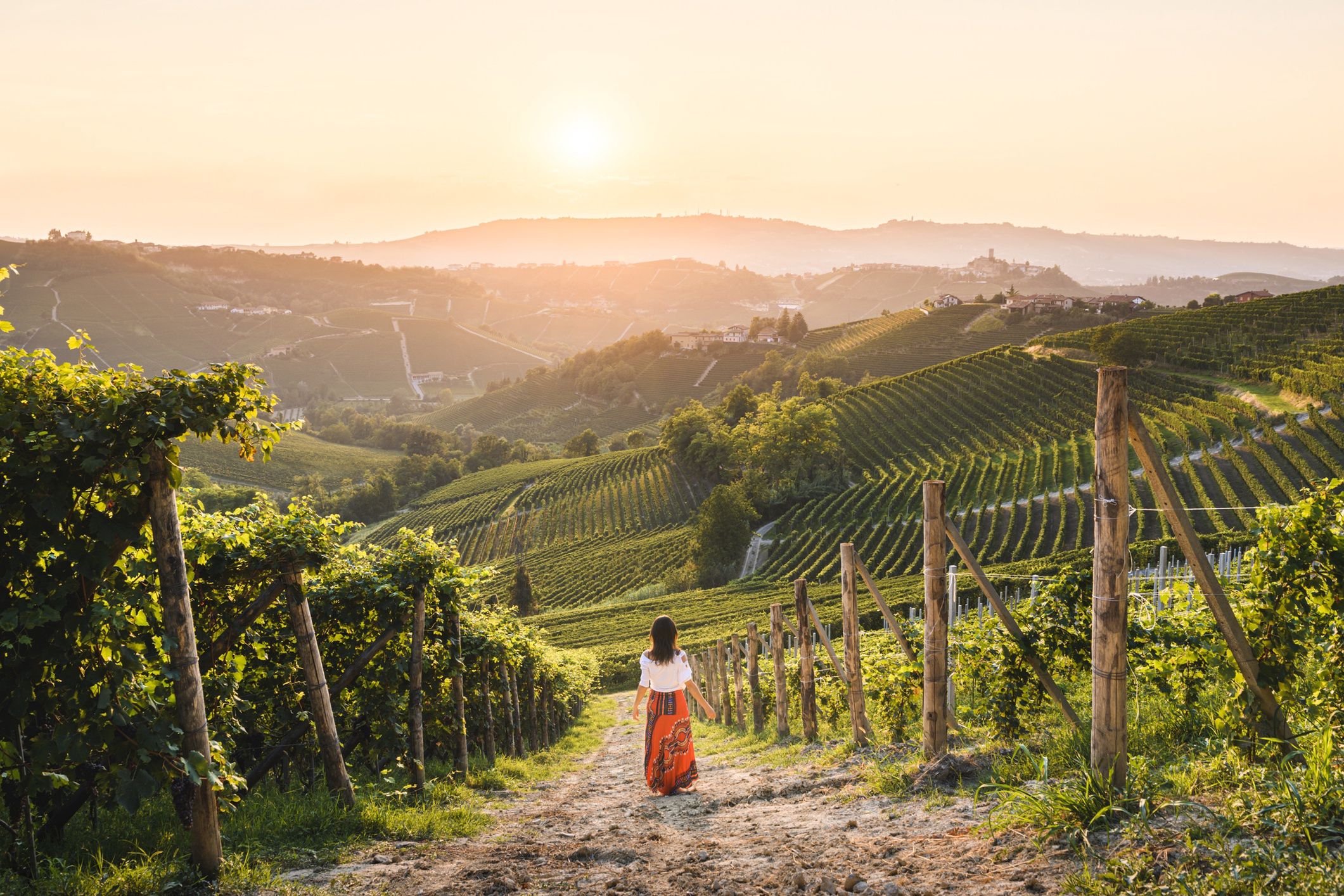 Piemont - winnice