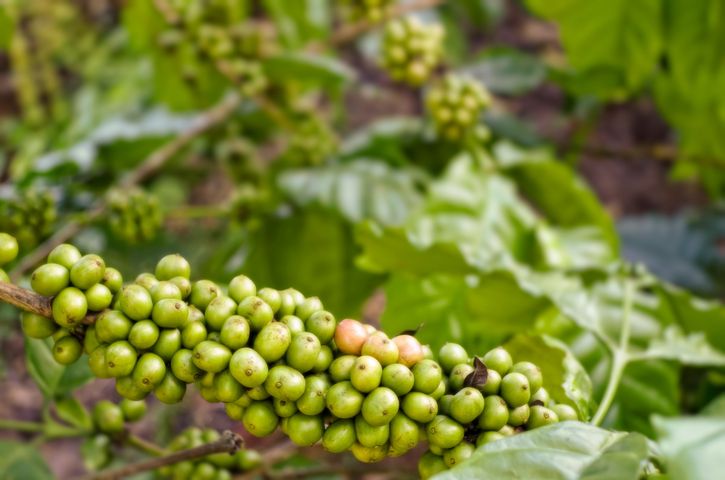 Kwas chlorogenowy znajduje się m.in. w zielonej kawie