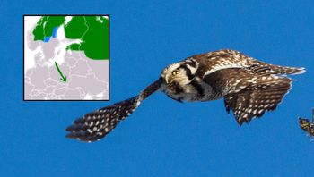 Na miesiąc przeprowadziła się do Polski. Obecność tej sowy to rzadkość