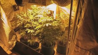 Domowa hodowla marihuany na Letniej w Toruniu! Bronił go aktywista na rzecz legalizacji