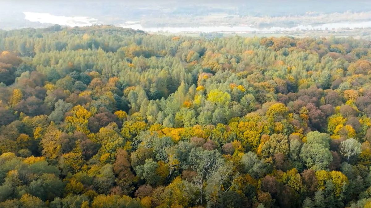 Las na Zawsze Wirtualnej Polski rośnie w Bochotnicy