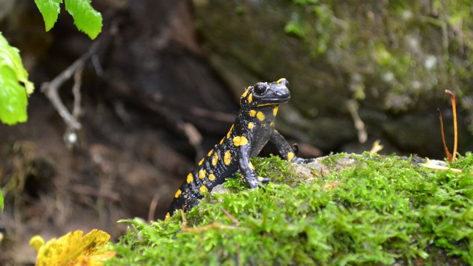 Salamandra