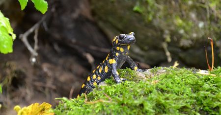 Uaktywniły się salamandry plamiste. "Ich dotykanie może być dla nas groźne"