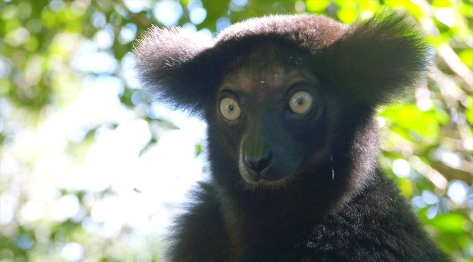 Madagaskar - najdziwniejsze gatunki