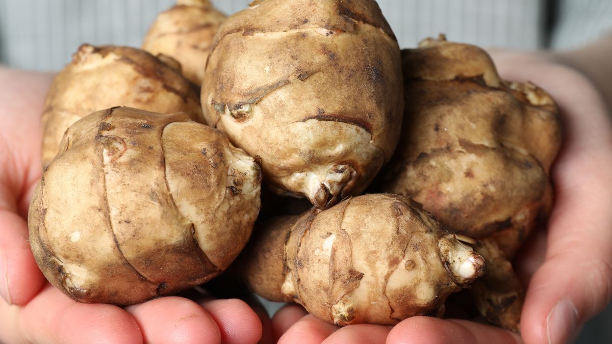 Dlaczego warto sięgnąć po topinambur?