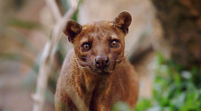 Madagaskar - najdziwniejsze gatunki