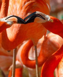 "Obce" zwierzęta przywiane przez huragan Idalia. "Przeżyłem szok"