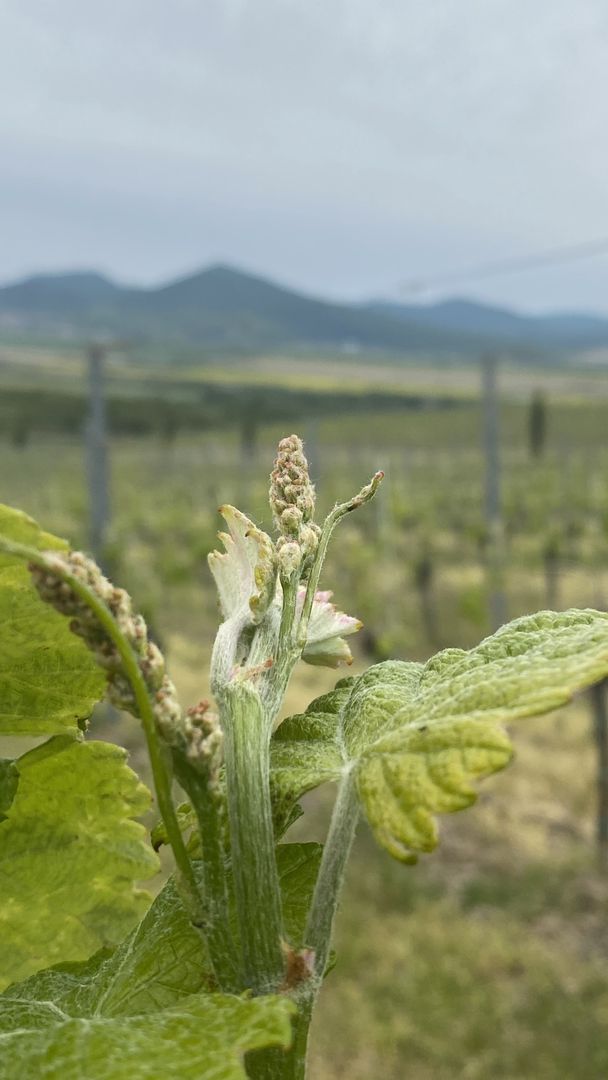 Pola pokryte plantacjami winogron - tak wygląda słowacki Tokaj