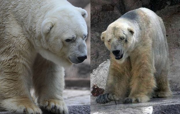 "Najsmutniejszy miś świata" zostanie zabrany z zoo w Argentynie?