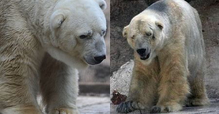 "Najsmutniejszy miś świata" zostanie zabrany z zoo w Argentynie?