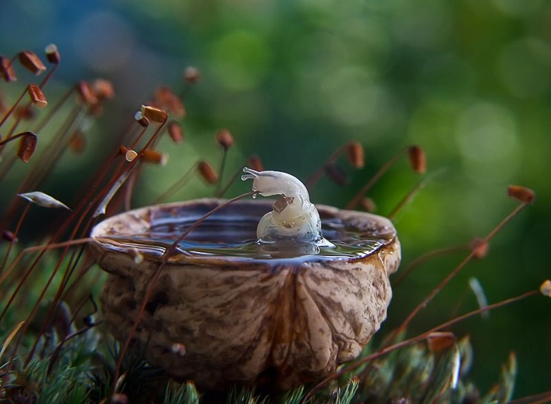 Magiczny świat ślimaków Wiaczesława Miszczenki 2