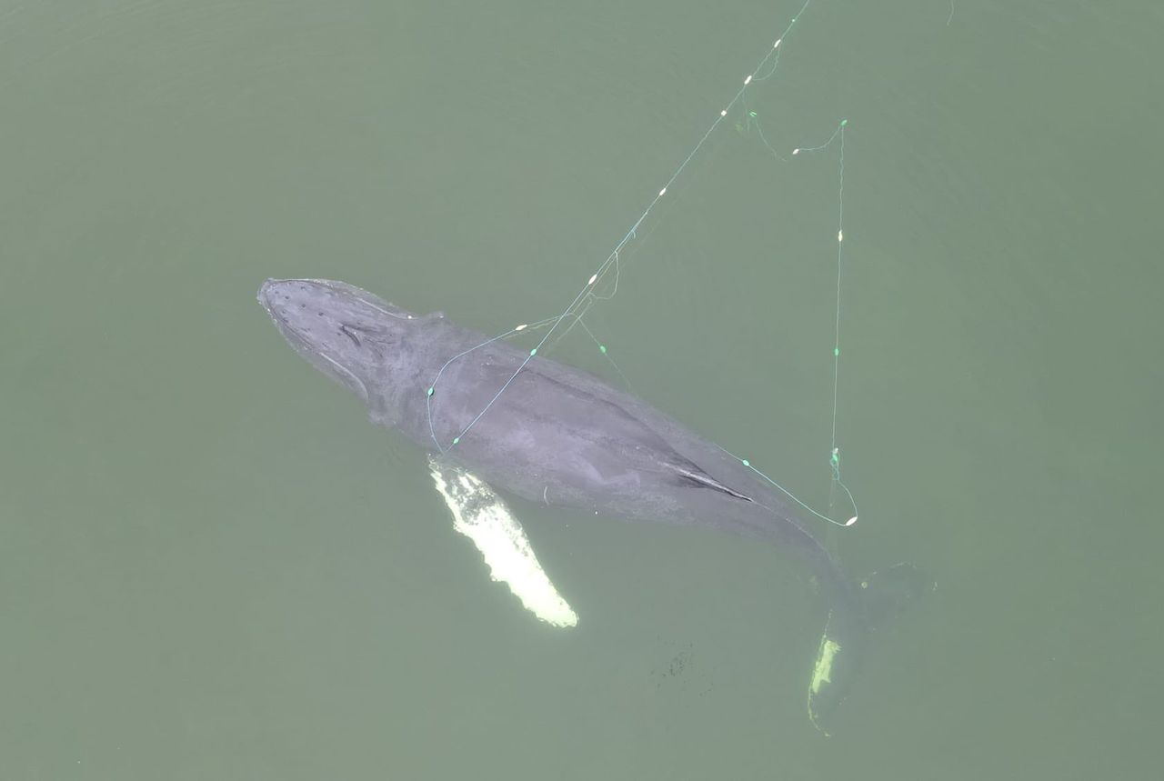 Humbak w Bałtyku. Co może się z nim stać