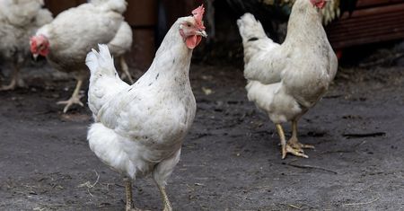 28 tysięcy kur do utylizacji. Pomór drobiu na fermie