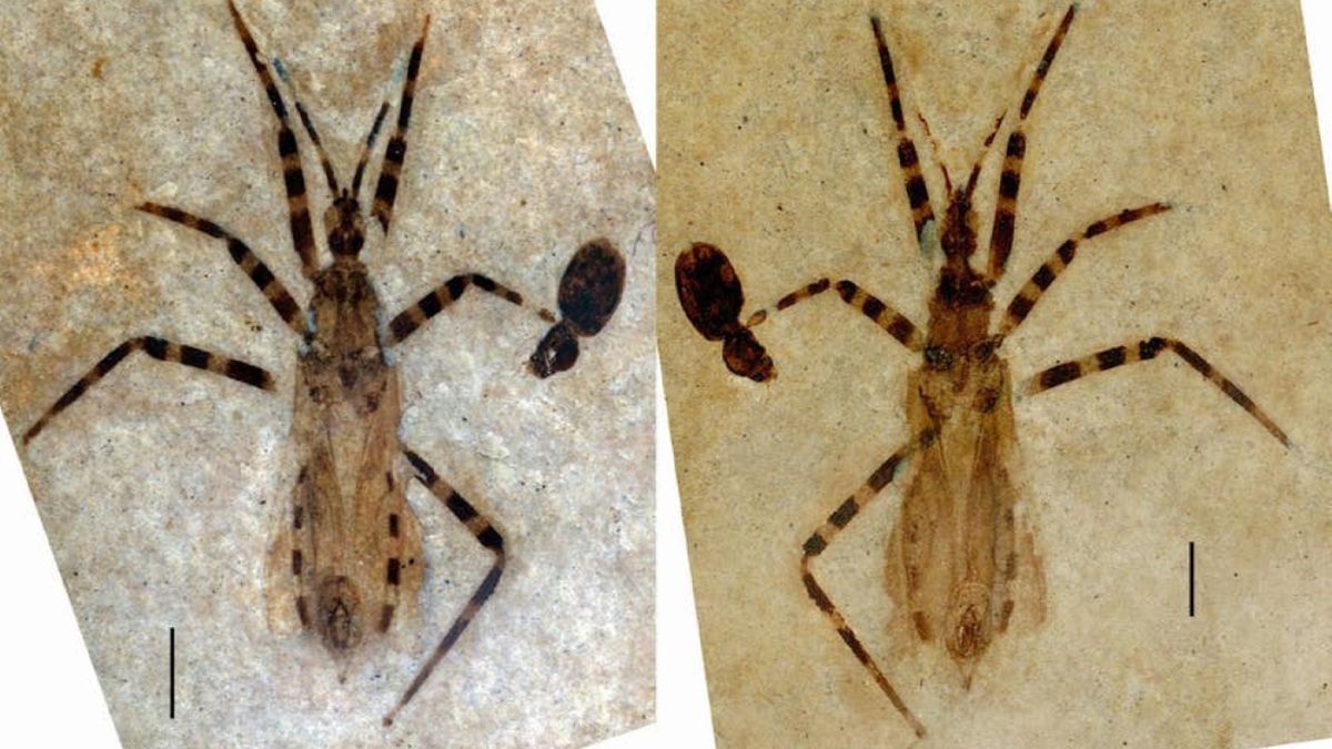 Chrząszcz sprzed 50 milionów lat 