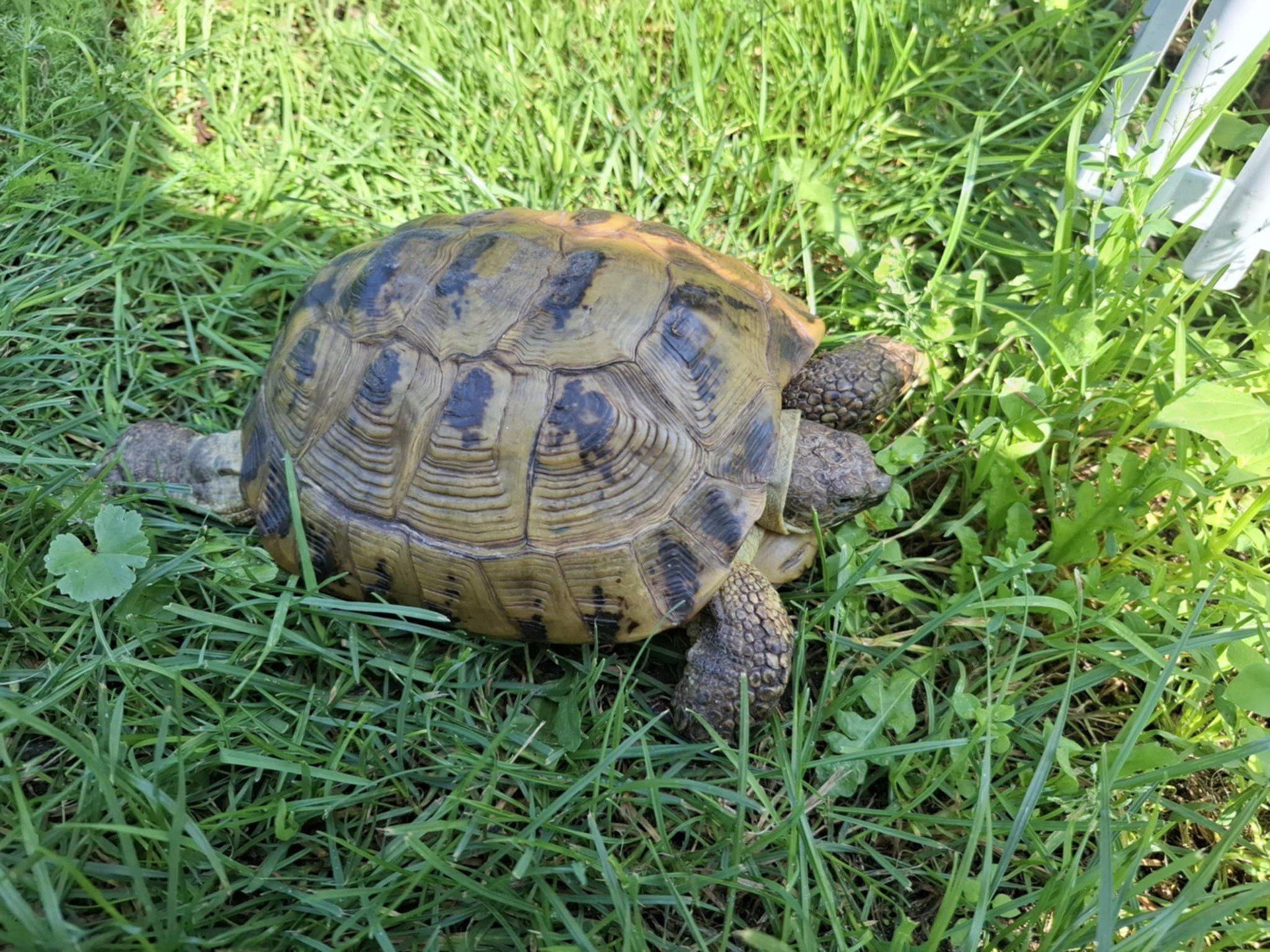 Żółw