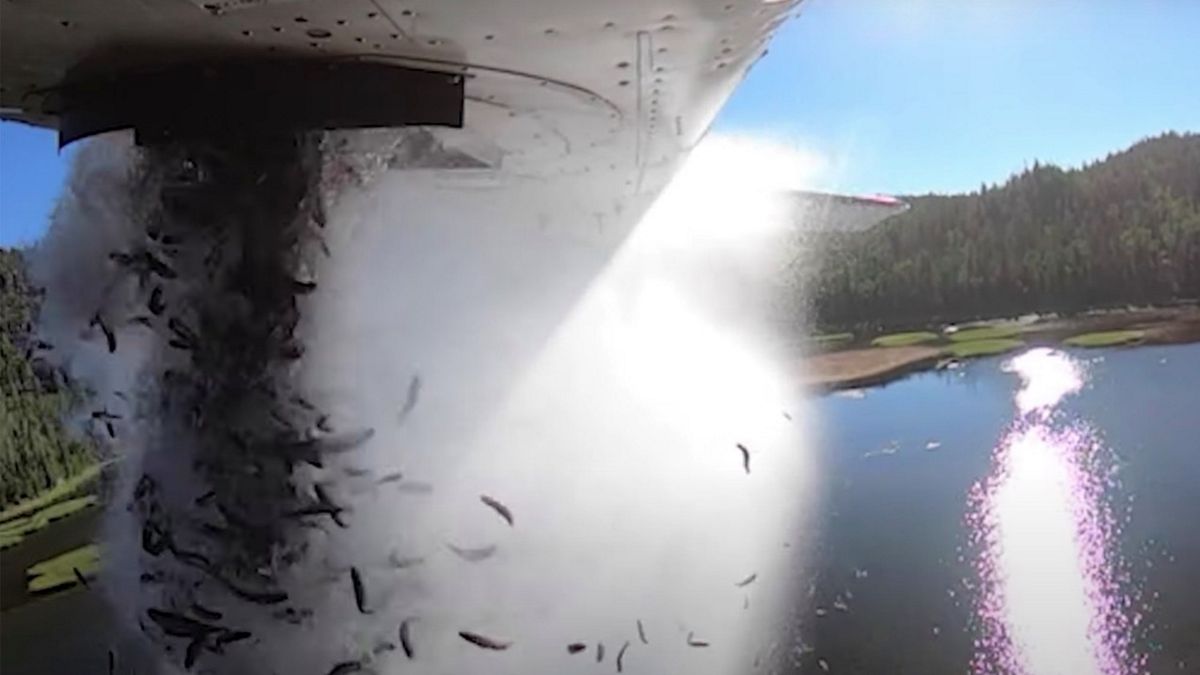 Amerykanie pokazali, że zarybianie może być ciekawe