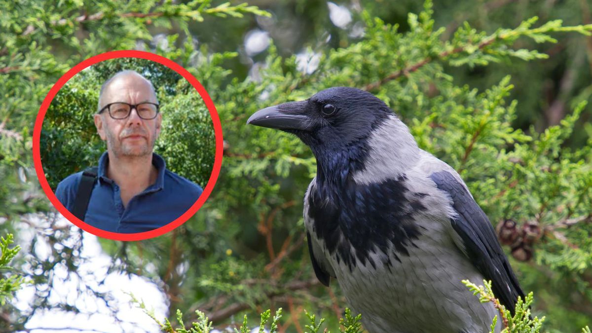 Wrony atakują w stolicy