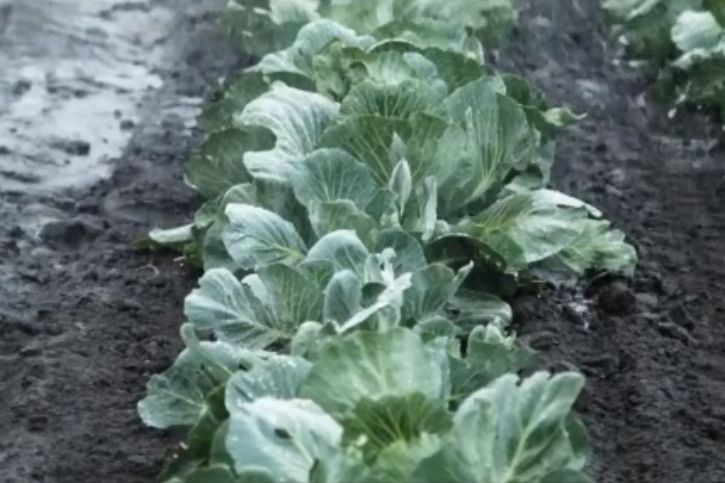 Kapusta na stawy. Dlaczego warto ją przykładać? (WIDEO)