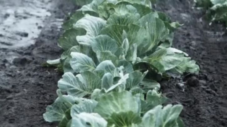 Okłady z kapusty doskonale radzą sobie z bólem stawów 