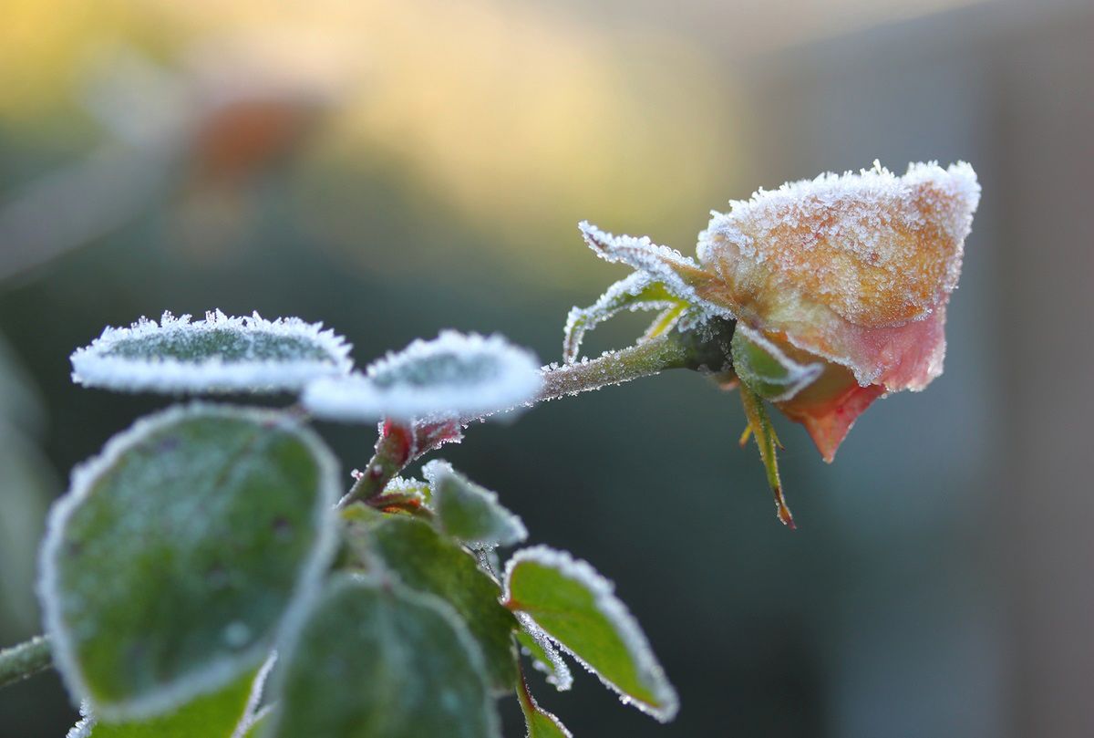 Zimni ogrodnicy i zimna Zośka to wcale nie przesądy. Fot. Getty Images
