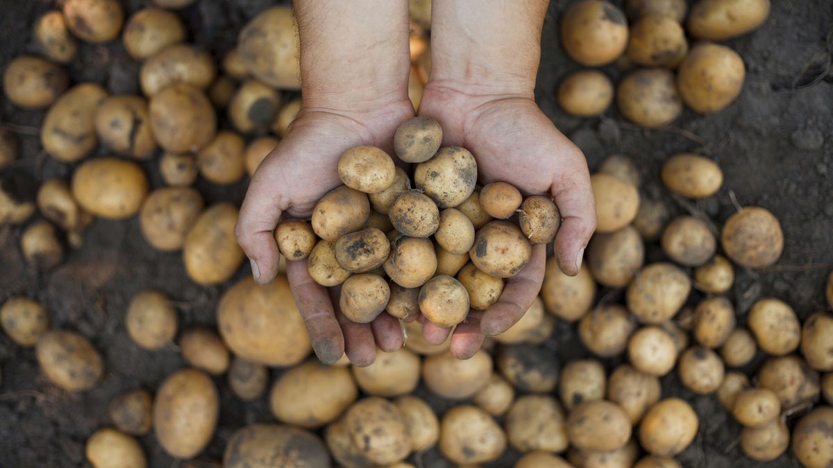 Biedronka. Promocja na ziemniaki