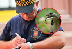 "Przy stojakach rowerowych leży mała kobra". Nieoczekiwany finał