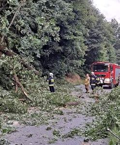 O krok od tragedii. Kilkanaście drzew zawaliło się na drogę