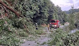 O krok od tragedii. Kilkanaście drzew zawaliło się na drogę