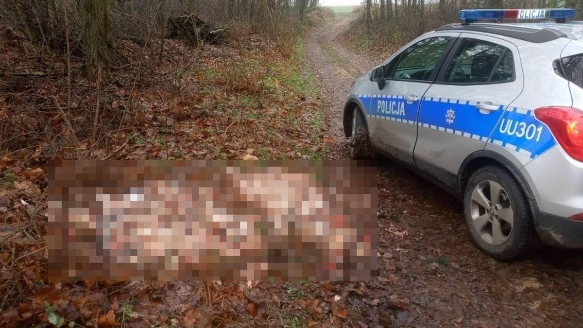W lesie przy drodze pod Wojnowicami (woj. wielkopolskie) jeden z mieszkańców okolicy natrafił na kilogramy rybich głów i wnętrzności. 