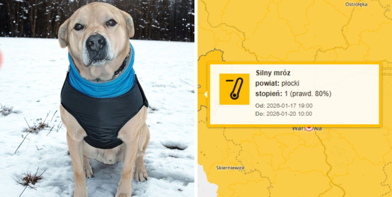 Płockie schronisko pilnie szuka domów tymczasowych. Nadchodzą mrozy – psy potrzebują pomocy