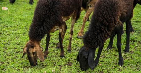 Wyrok ws. przekrętu na owce w Gdańsku. Sąd skazał byłego urzędnika