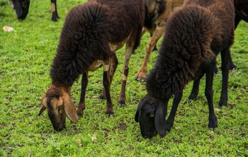 Wyrok ws. przekrętu na owce w Gdańsku. Sąd skazał byłego urzędnika
