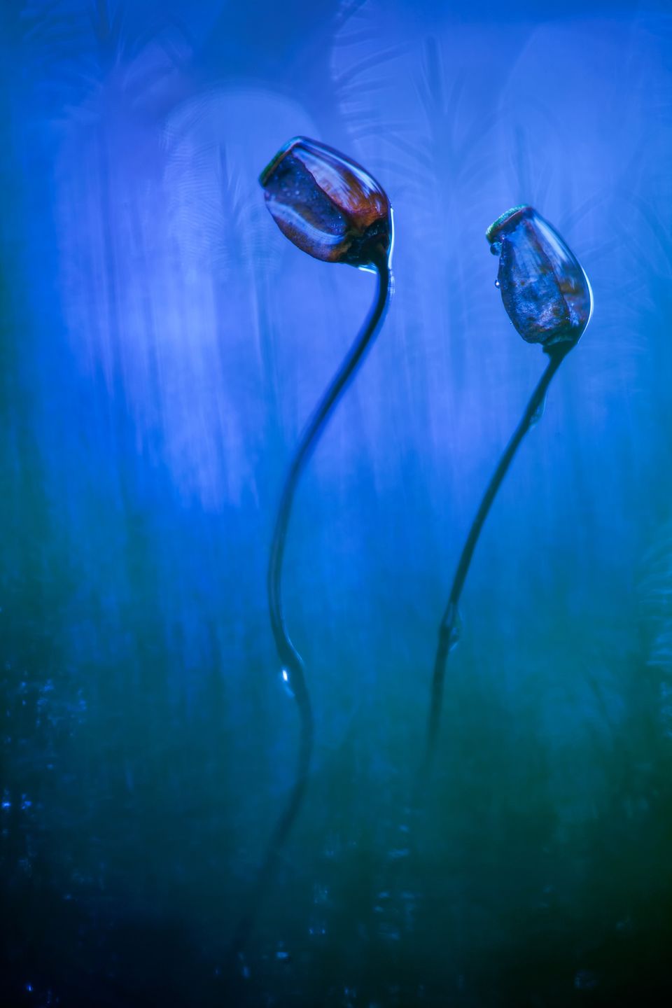 Zachwycająca natura Ziemi na zdjęciach z konkursu Nature Photographer of the Year 2015 2
