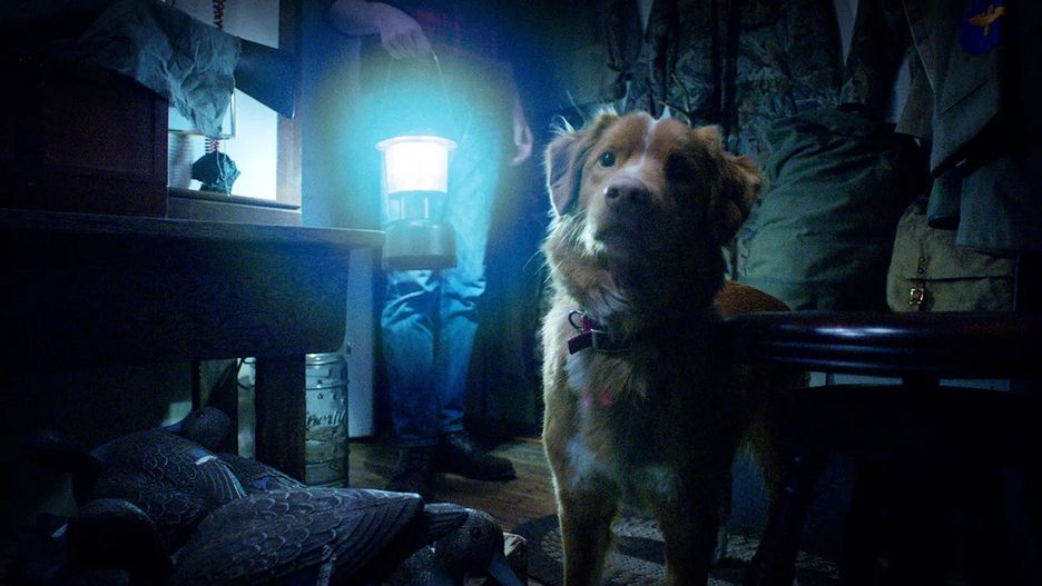 "Good Boy"