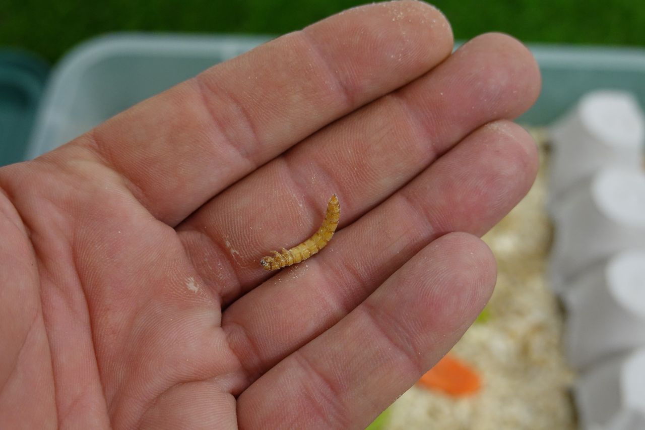 Hidden threat in the pantry: Tackling the flour beetle menace