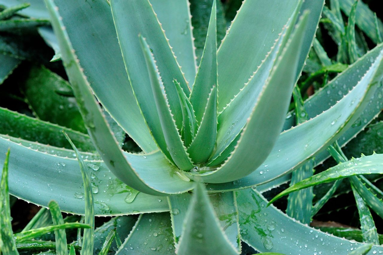 Aloes - jakie ma właściwości i korzyści dla zdrowia?