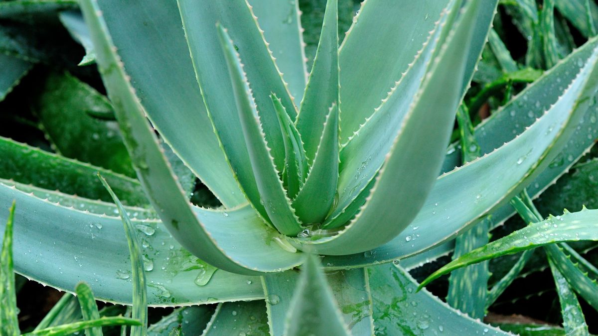 Aloes to bogactwo witamin i minerałów