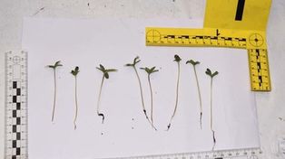 Dębno: Plantacja marihuany zlikwidowana. 30-latek zatrzymany